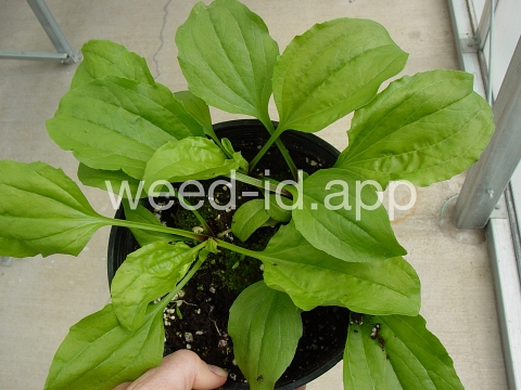 plantain, blackseed